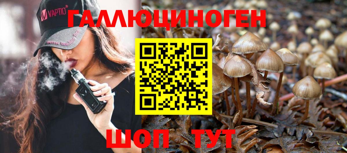 Луга  Псилоцибиновые грибы Psilocybine cubensis  Вход с VPN  Псилоцибиновые грибы Psilocybine cubensis 